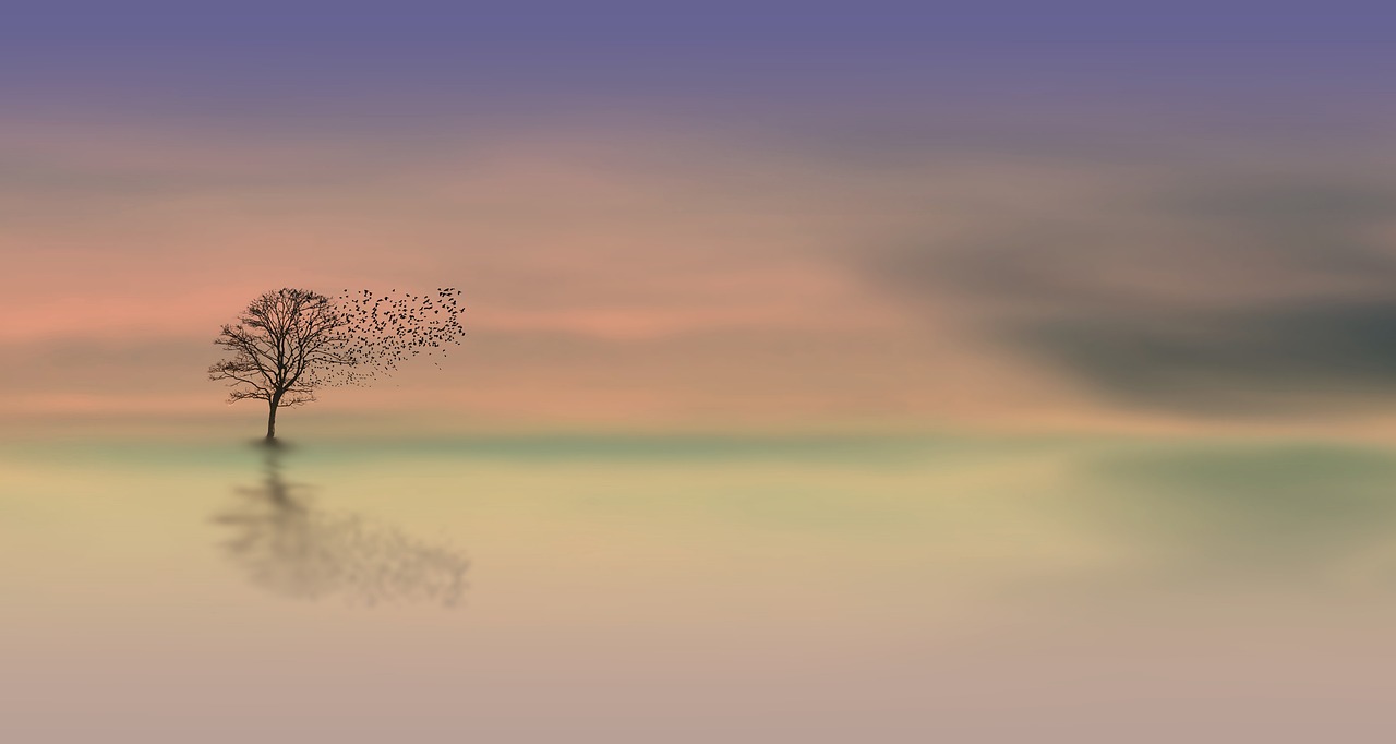 tree, dawn, windows wallpaper
